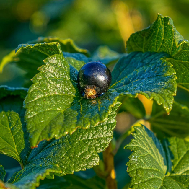 CurraNZ New Zealand Blackcurrant Supplement - blueberry